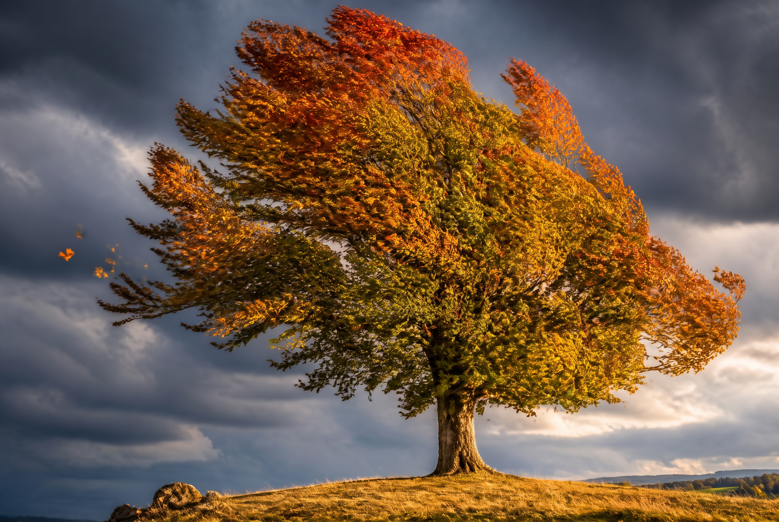 A large maple tree on a hilltop, crown whipped sideways by wind under bruised storm clouds